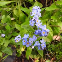 Weed Watch: Forget Me Not (Myosotis sylvatica)