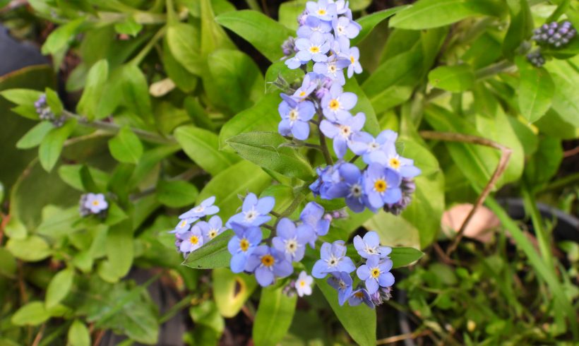 Weed Watch: Forget Me Not (Myosotis sylvatica)