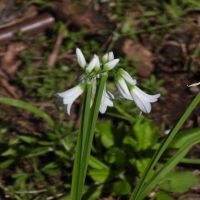 Weed Watch: Onion Weed/AngledOnion/Three Cornered Garlic (Alium triquetrum)