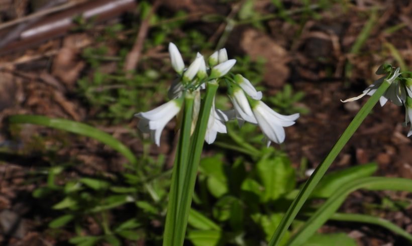 Weed Watch: Onion Weed/AngledOnion/Three Cornered Garlic (Alium triquetrum)