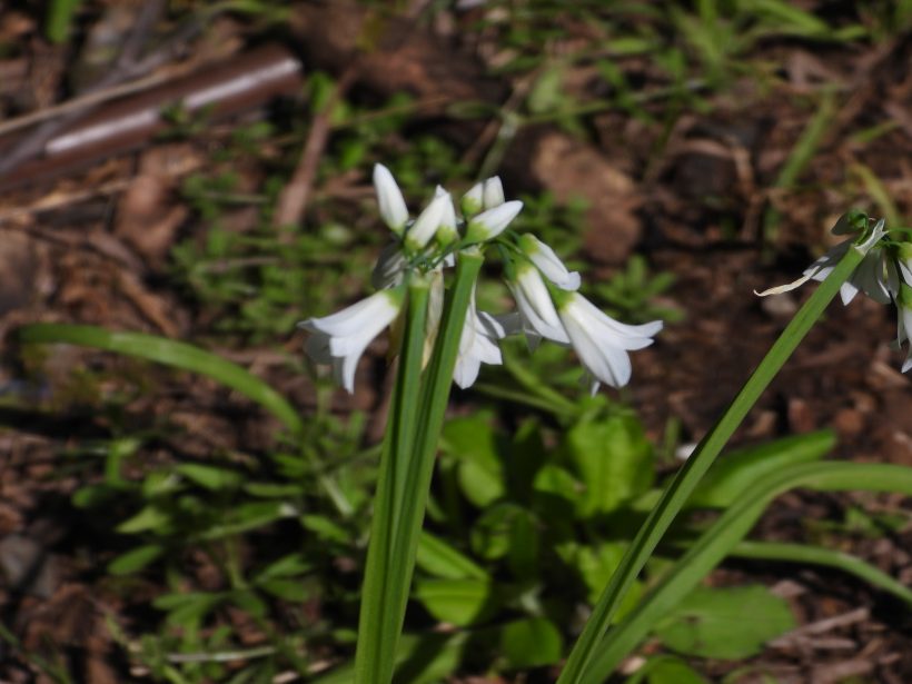 Weed Watch: Onion Weed/AngledOnion/Three Cornered Garlic (Alium triquetrum)